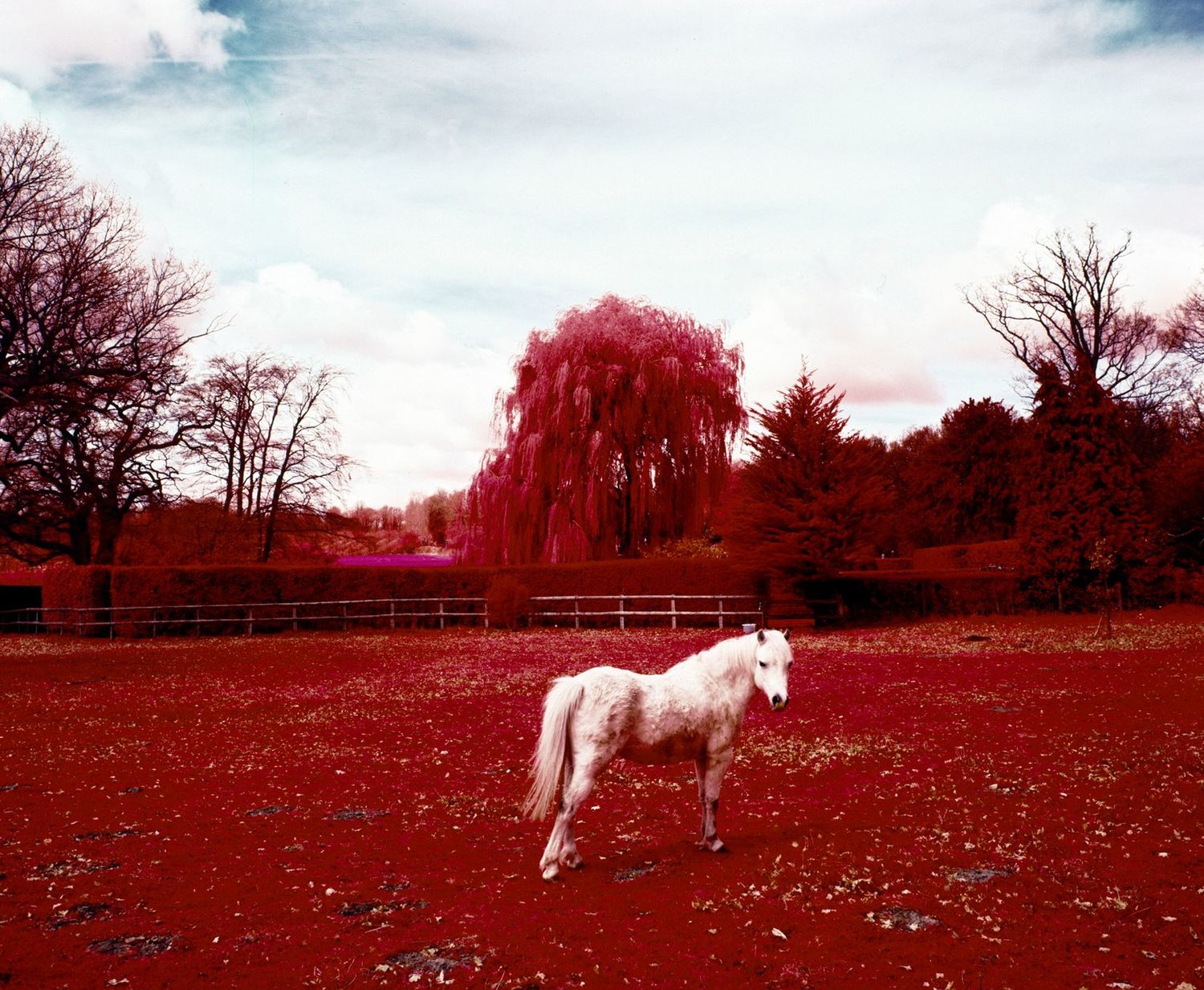 The Unseen: Seeing the World Anew, in Infrared - Photographs by