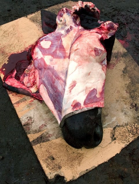 From the series "Meat Portraits" © Alex Van Gelder