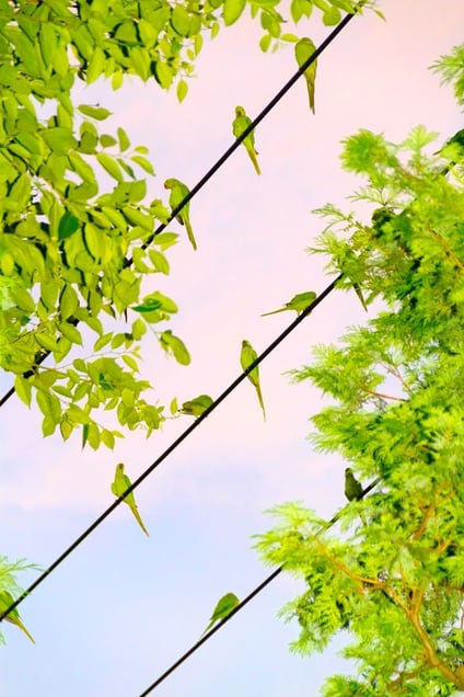 From the photo series "Tokyo Parrots" © Yoshinori Mizutani