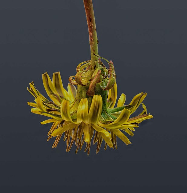 Yellow Dandelion #2