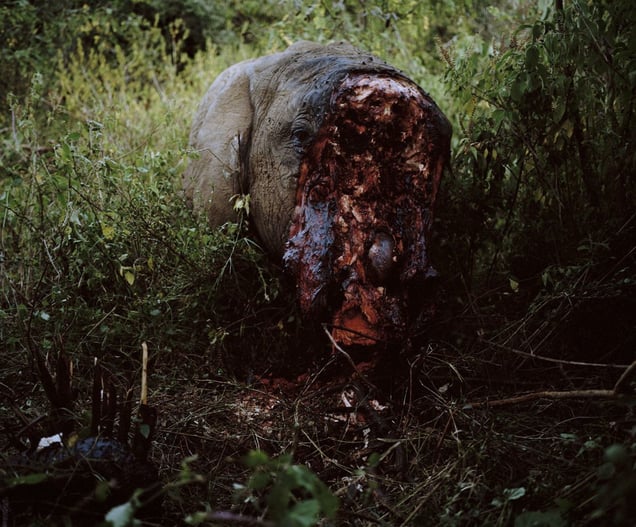 poaching, front carcass detail # I, dol dol, northern kenya-from the series 'with butterflies and warriors'-David Chancellor