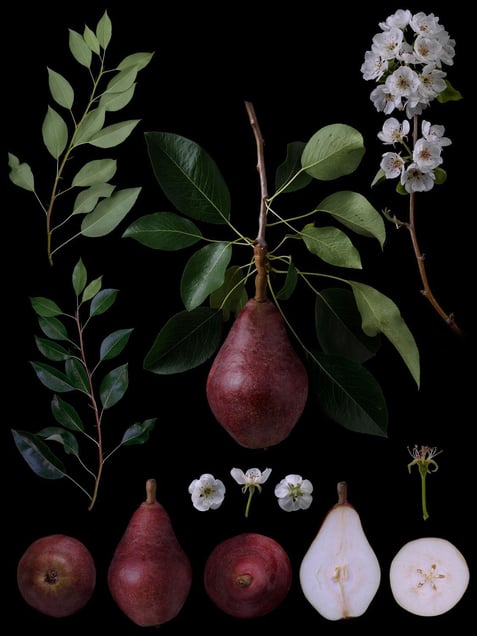 Pyrus communis L. 'Starkrimson'