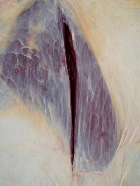 From the series "Meat Portraits" © Alex Van Gelder