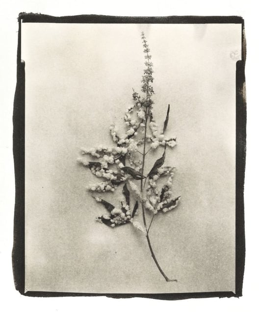 Botanical Specimen with Salt (Unidentified No. 3) © Claire A. Warden