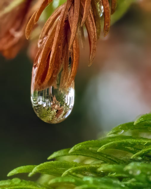 World in a Drop