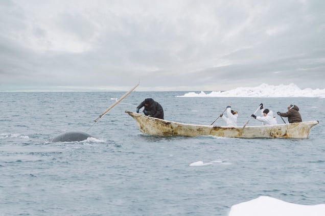 Kunniaq Neakok harpoons an agvik, or bowhead whale, 30 yards from the edge of the ice. Despite the use of explosive charges brought to the Arctic by foreign whalers in the 1800s, traditional methods remain as challenging as ever. Roy Nageak remembers, "The Yankee whalers used to say they almost killed off all the whales. Now there are so many."
