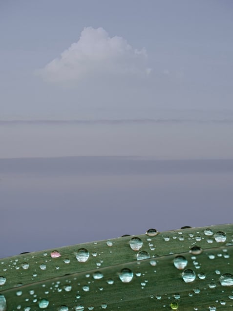 Dew Drops