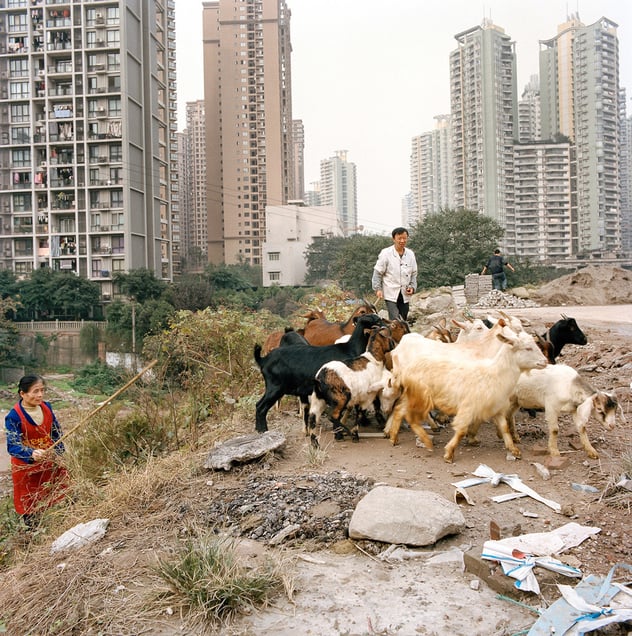 Herders in dowtown Chongqing
