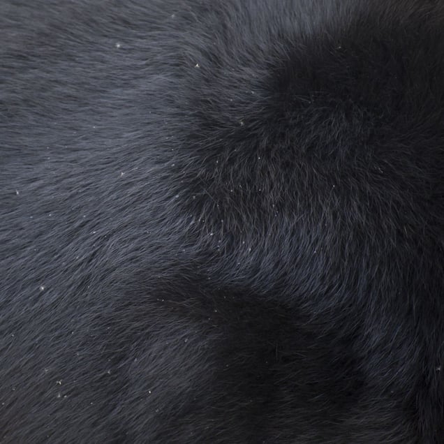 Asiatic black bear © Yusuke Sakai
