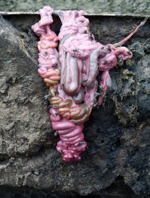 From the series "Meat Portraits" © Alex Van Gelder