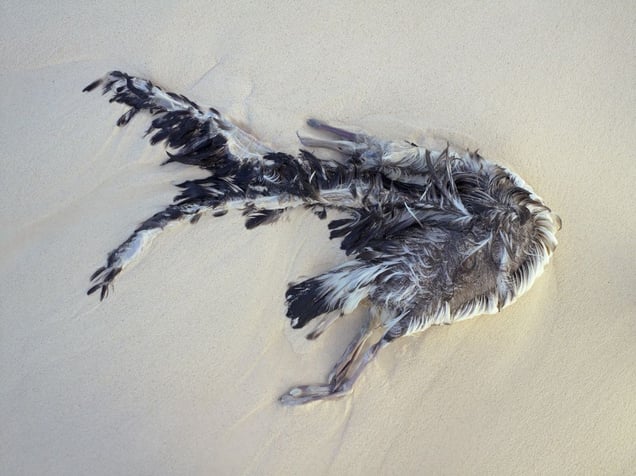 Drowned Laysan albatross fledgling, Midway Island, 2010