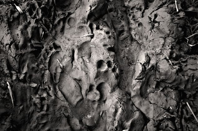 The land bears the footprints of each of the women journeying for water. Patrakhola, Satkhira. © Munem Wasif/VU'