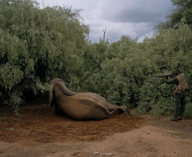 untitled # III, westgate community conservancy, northern kenya-from the series 'with butterflies and warriors'-David Chancellor