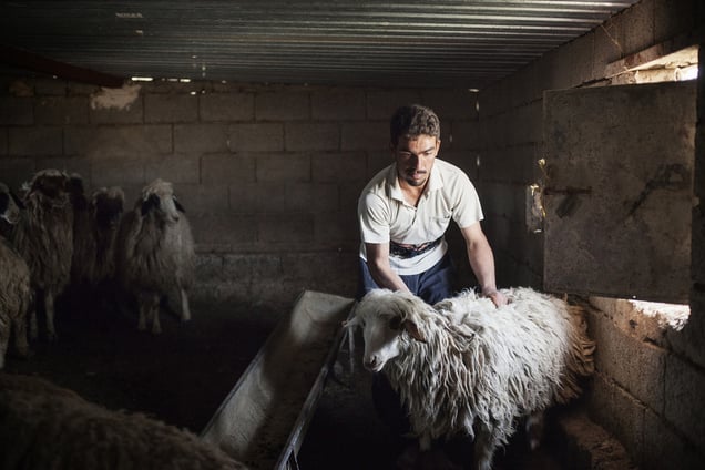 Saif prepares a sheep for clipping. 28/04/15.