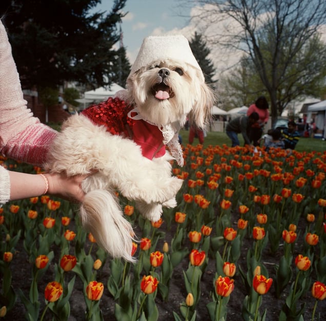 Dog in a Bonnet, Tulip Festival, Orange City, Iowa, 2014