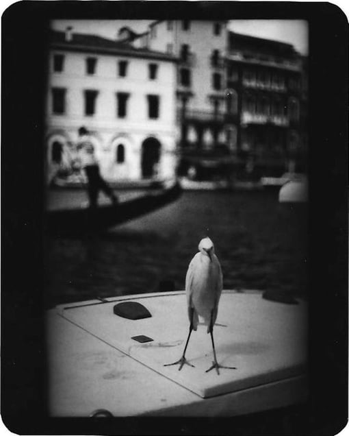 "Untitled" (Heron Venice), 2007 © Giacomo Brunelli