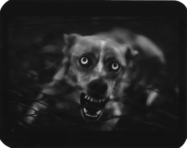 Untitled, from the series, The Animals,  © Giacomo Brunelli