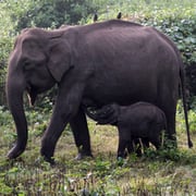 Nagendran Chandrasekaran