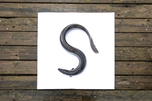 Stage: Veneto. Eel, a local river delicacy.