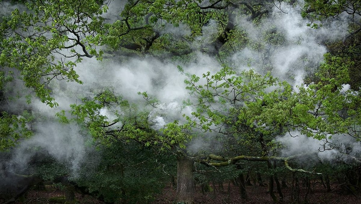 Between the Trees 12© Ellie Davies
