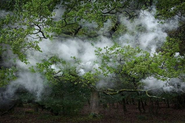 Between the Trees 12© Ellie Davies