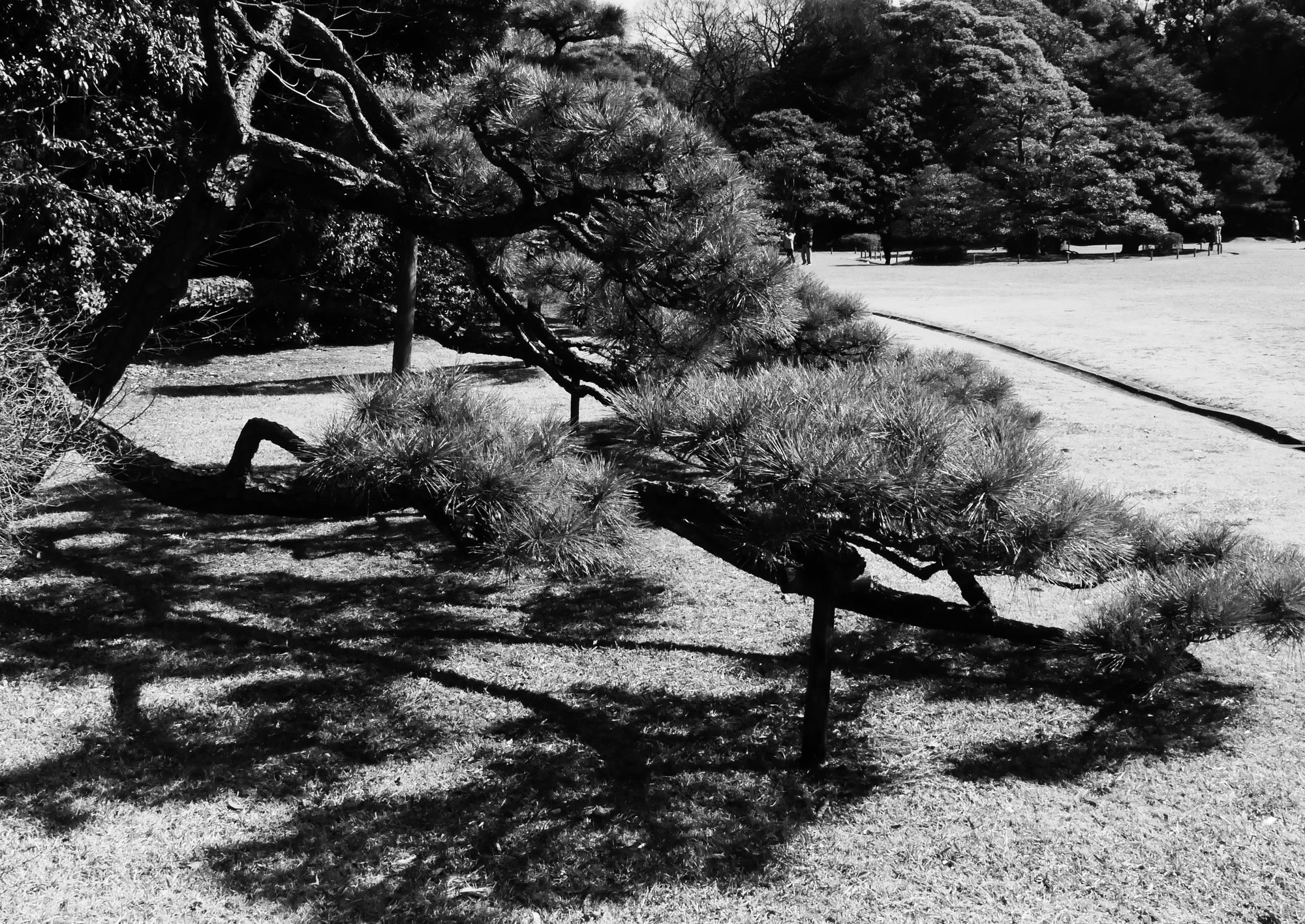 Pine Shadows