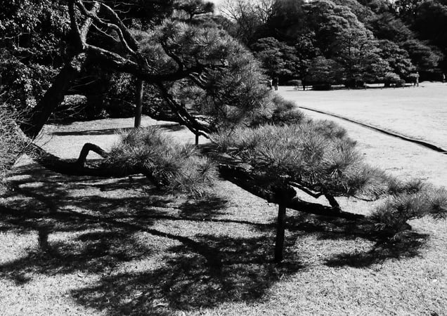 Pine Shadows