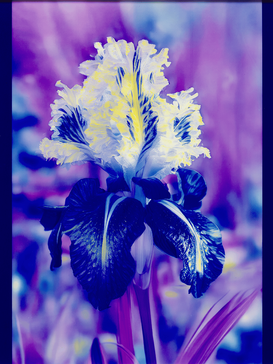 Lisa Oppenheim, Mons Steichen, Version VII, 2024, dye transfer print. Courtesy of the artist and Tanya Bonakdar Gallery, New York / Los Angeles.