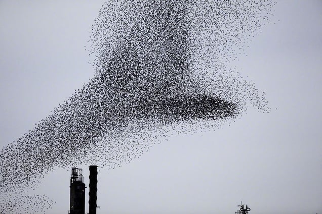 From the series "Refinery Flocks" © Massimo Cristaldi