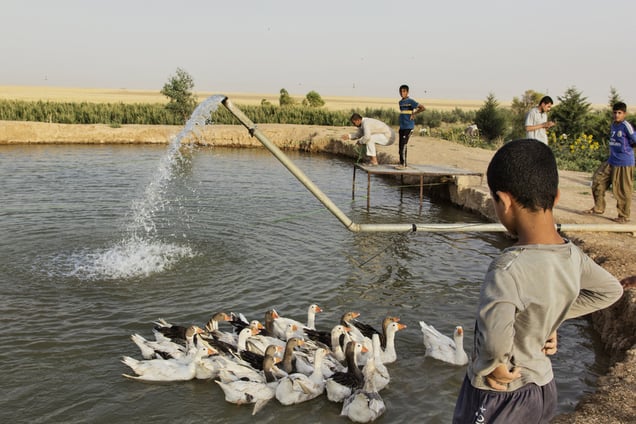 An aquaculture, where IDPs (internally displaced persons) from Jarallah village can farm fish to sell in Dibaga. The aquaculture belongs to the owner of the farm who has given it to the IDPs to look after. 04/07/2015.