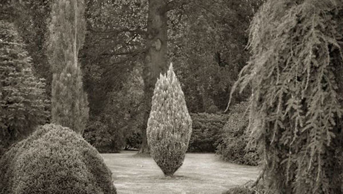 Clearing, Wakehurst Place, 18.5x16" Platinum Palladium © Beth Dow