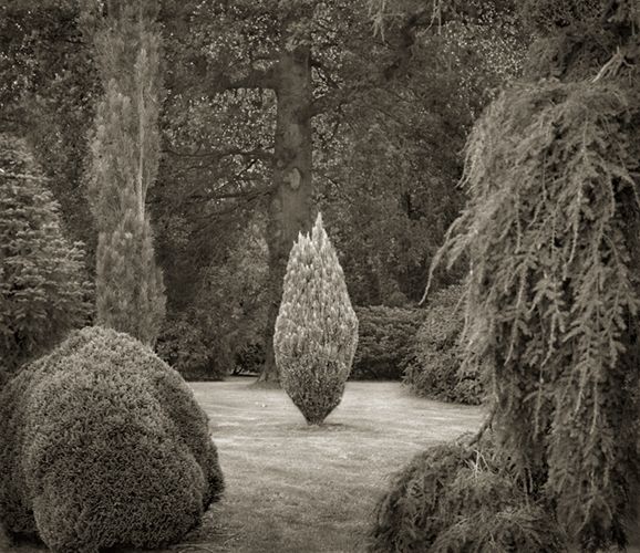 In the Garden