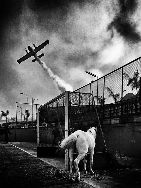 Horse and Canadair