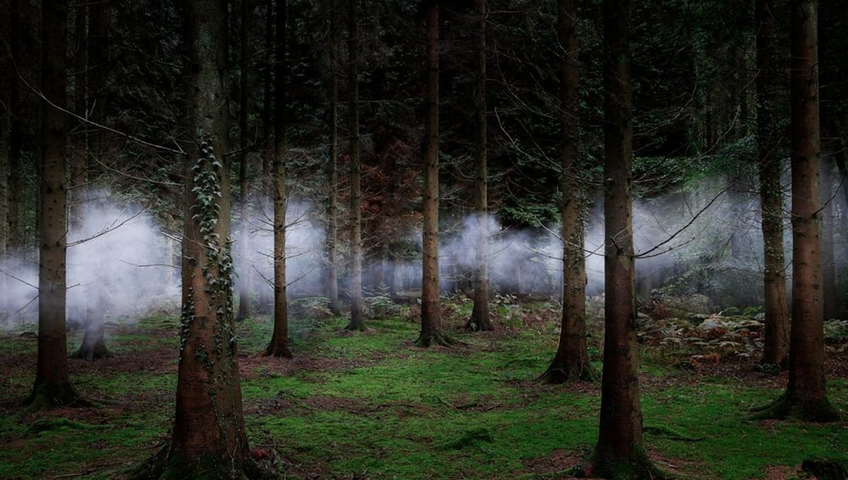 Between The Trees 1 © Ellie Davies