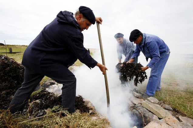 Les algues bretonnes © Emile Luider