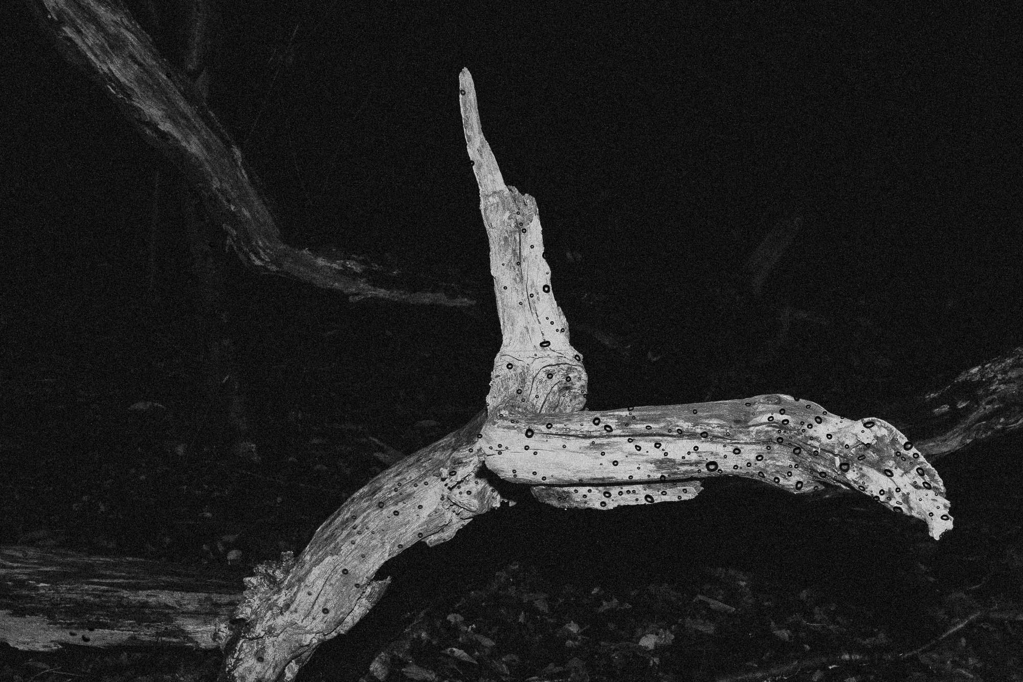 Shed Skin, Bare Spine (2025)
