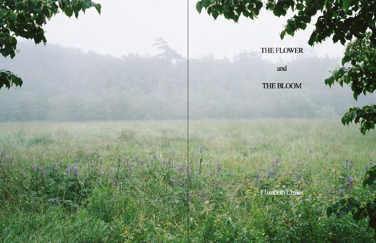 The flower and the bloom
