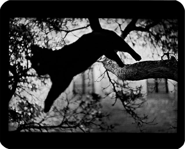 "Untitled" (Cat Jumping), 2006 © Giacomo Brunelli