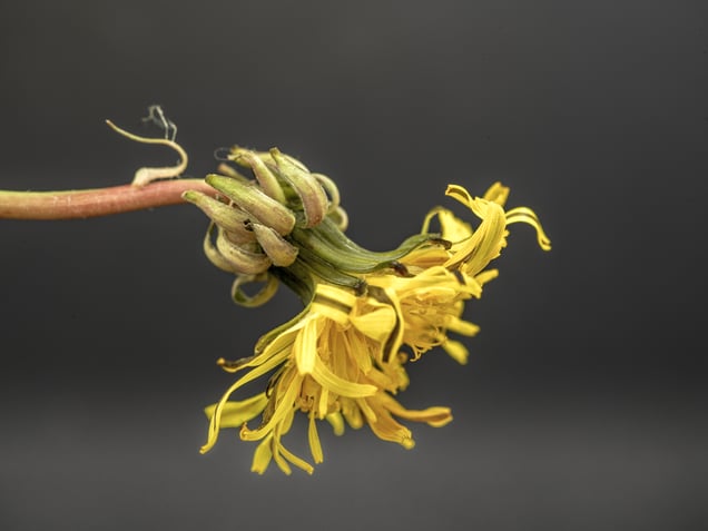 Yellow Dandelion #3