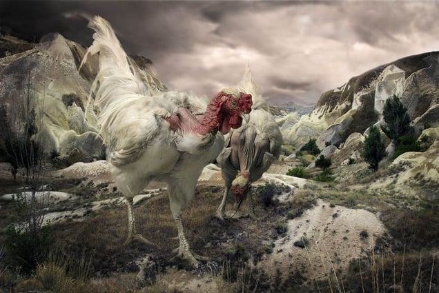 Worms Are Good To Eat, from the series The Chickens of Cappadocia, © Pat Swain. Honorable Mention, Lens Culture International Exposure Awards 2011