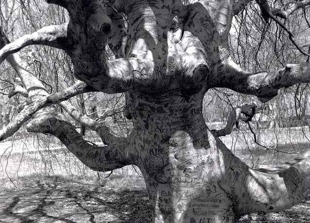 The naked tree is moving slowly