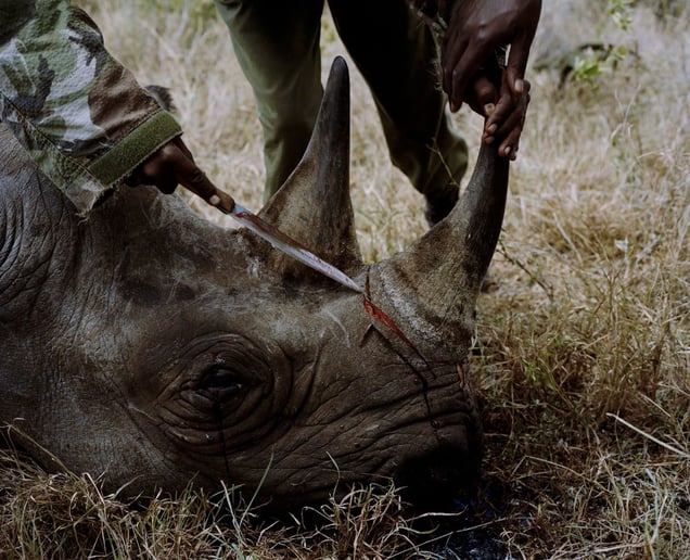 rhino # IV, killed by poachers, lewa conservancy, northern kenya-from the series 'with butterflies and warriors'-David Chancellor