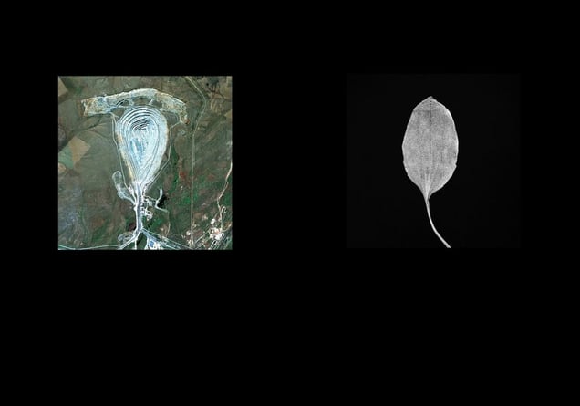 Earth Herbarium, Part I © Evgeny Molodtsov