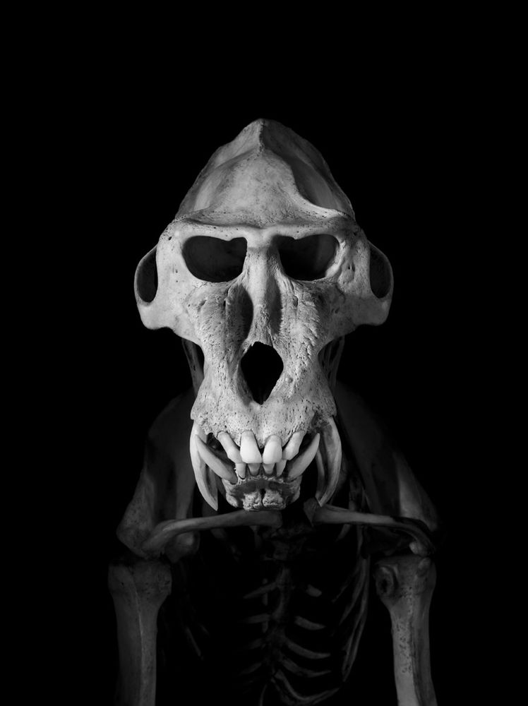 Evolution: In Action - Photographs byPatrick Gries | LensCulture