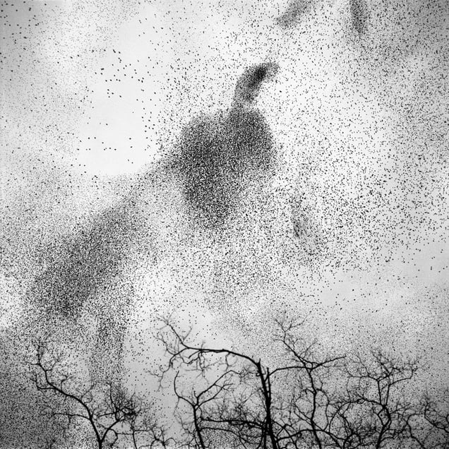 © Paolo Patrizi (Japan) European Starlings, Rome, Italy. Honorable Mention, LensCulture Exposure Awards 2009