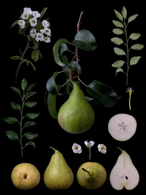 Pyrus communis L. 'Conference'