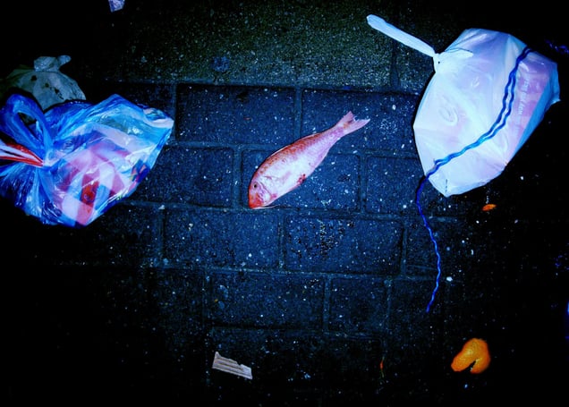 Dead Fish On The Street
