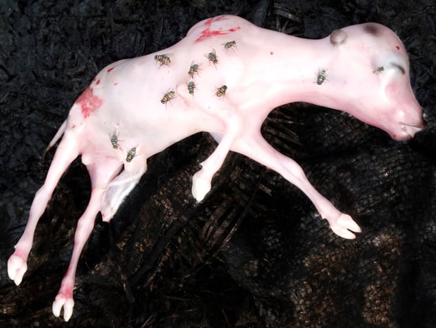 From the series "Meat Portraits" © Alex Van Gelder