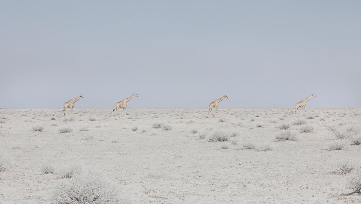 Giraffes