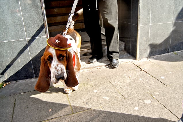 "EDDIE THE BEAGLE"